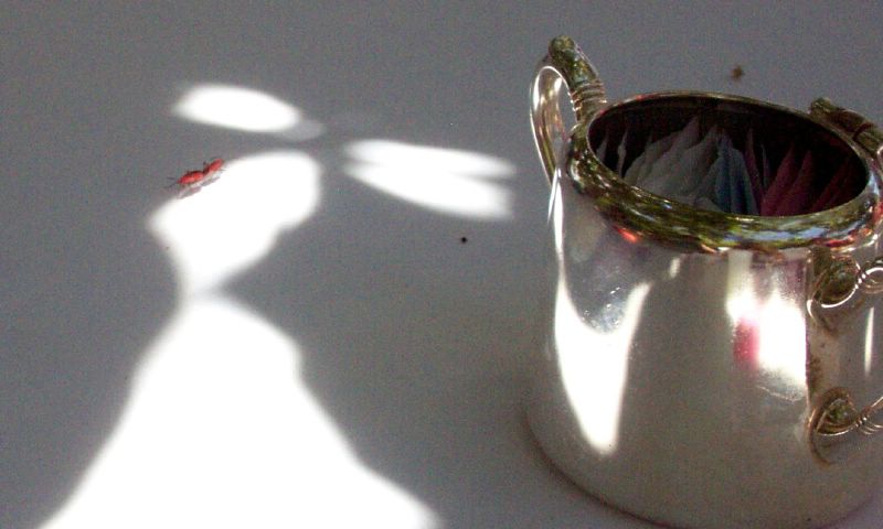 Two bugs gettin' it on in the middle of our table at lunch