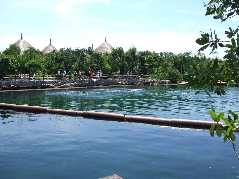 Dolphins at Xel-Ha