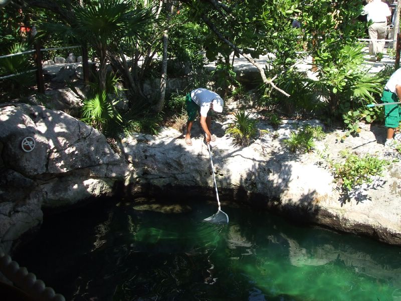 Guy cleaning the pond